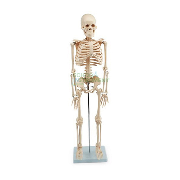 Human Skeleton Model, 85cm